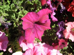 Walla Walla petunias