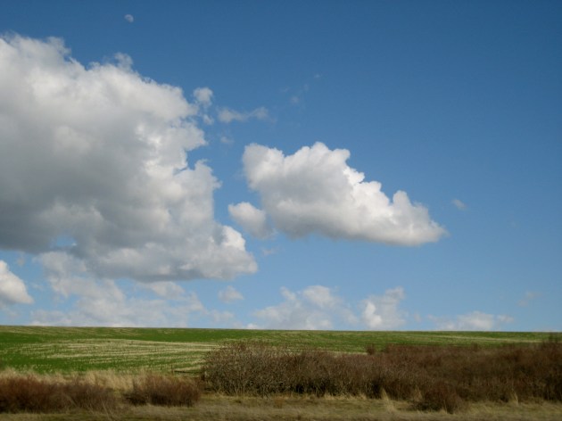 spring wheat field, walla walla spring wheat field, walla walla