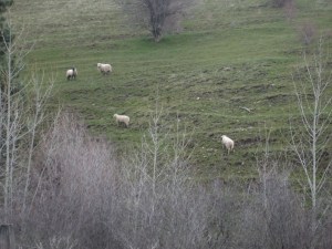 sheep in the blue mtns.