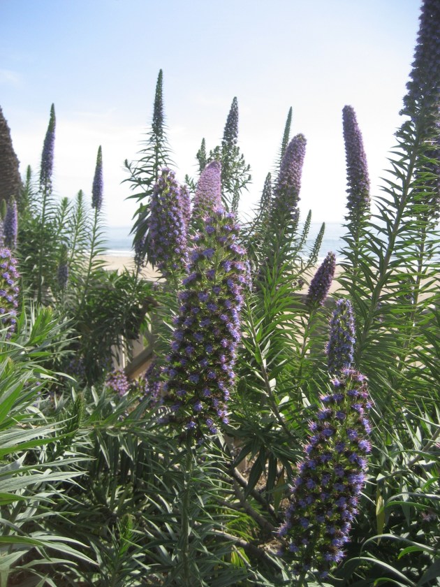 Plants on the beach in Santa Monica